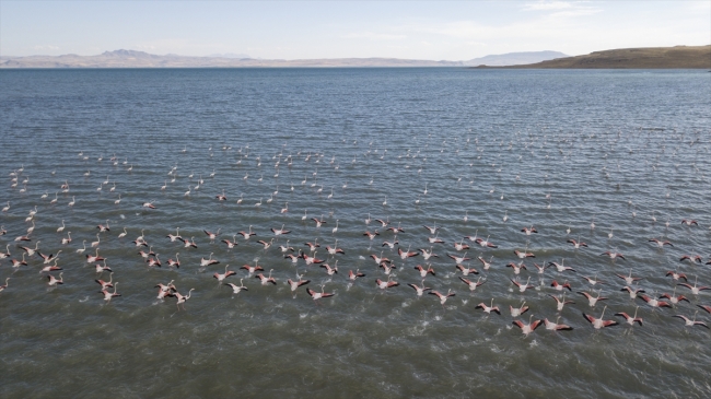 Van Gölü flamingolara ev sahipliği yapıyor